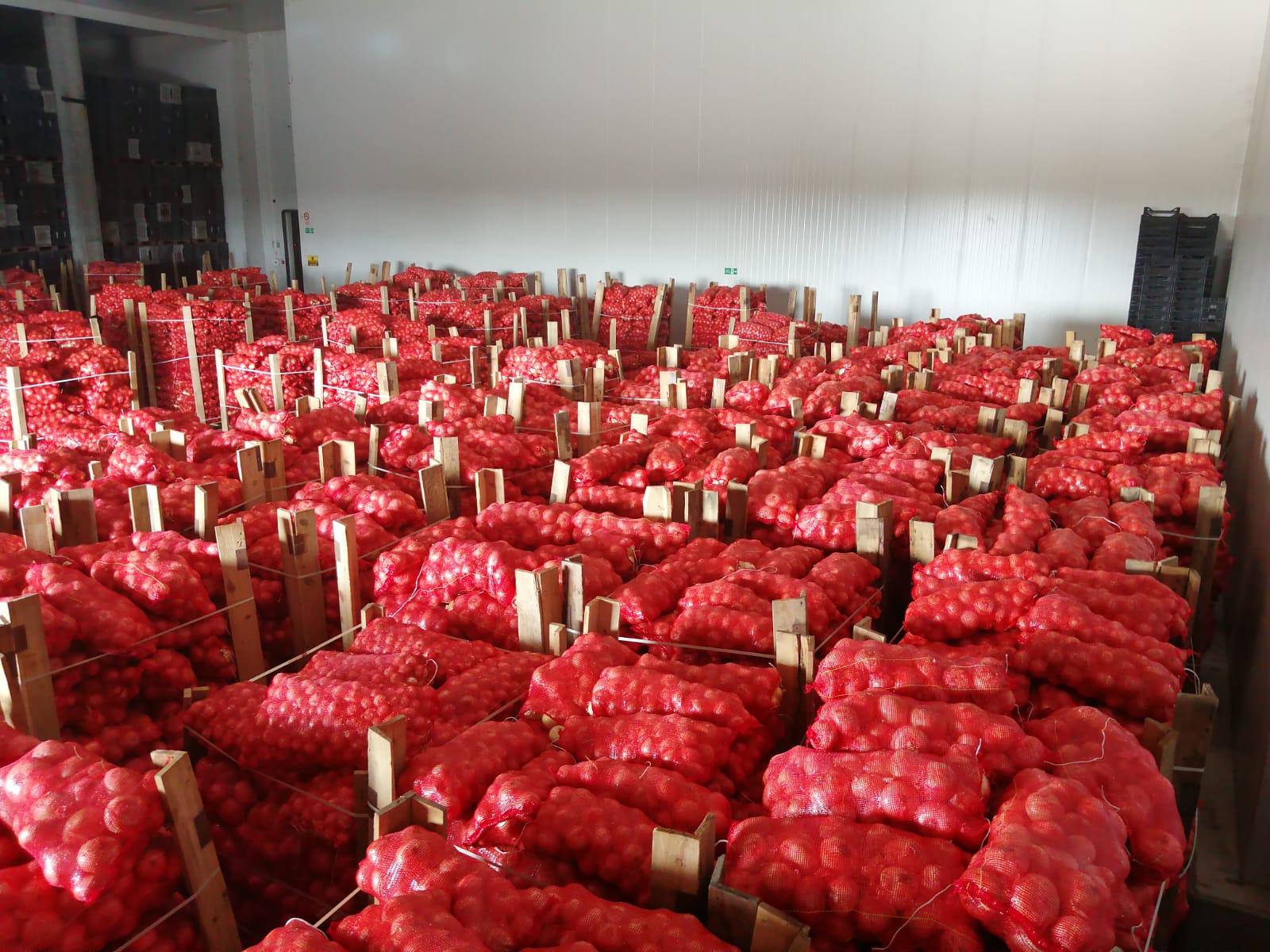 Buy and import red, yellow onions from Turkey MA Fruits Consultants